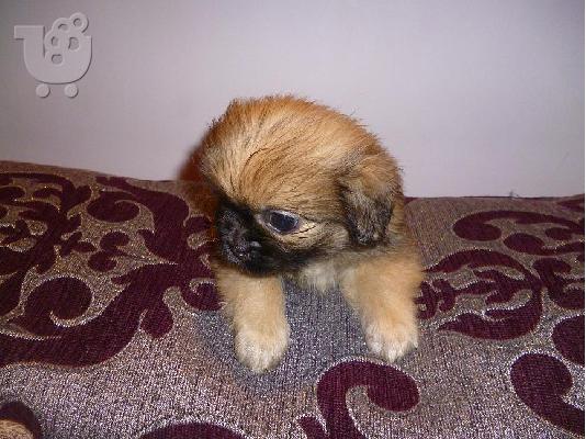 ΚΟΥΤΑΒΑΚΙΑ ΠΕΚΙΝΟΥΑ